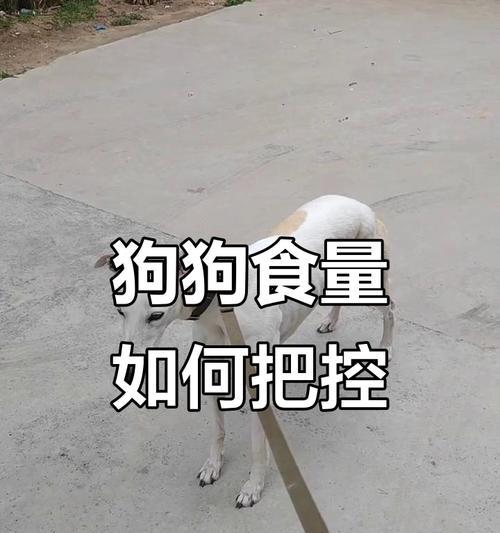 如何增强狗狗的食欲？（提高狗狗食欲的实用方法）