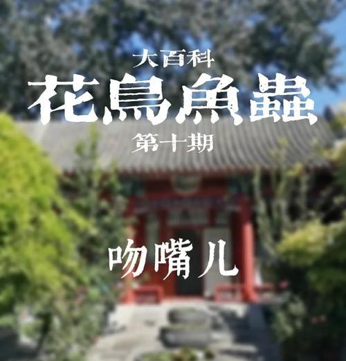 家养接吻鱼的养殖技巧及注意事项（提高接吻鱼的寿命和繁殖能力，保证水质和饲养环境是关键）