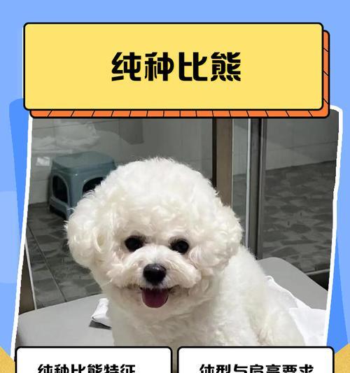 为什么比熊犬饲养人数较少（探索比熊犬饲养的优点和挑战）
