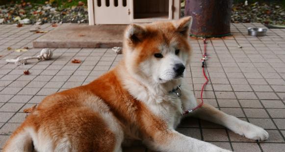 秋田犬（了解秋田犬的来历和忠诚品质）