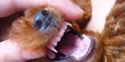 泰迪犬换牙期护理指南（做好这5点，让你的泰迪犬牙齿更健康！）
