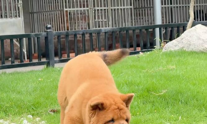 大家为什么都喜欢松狮犬？（探究松狮犬的魅力和养宠好处）
