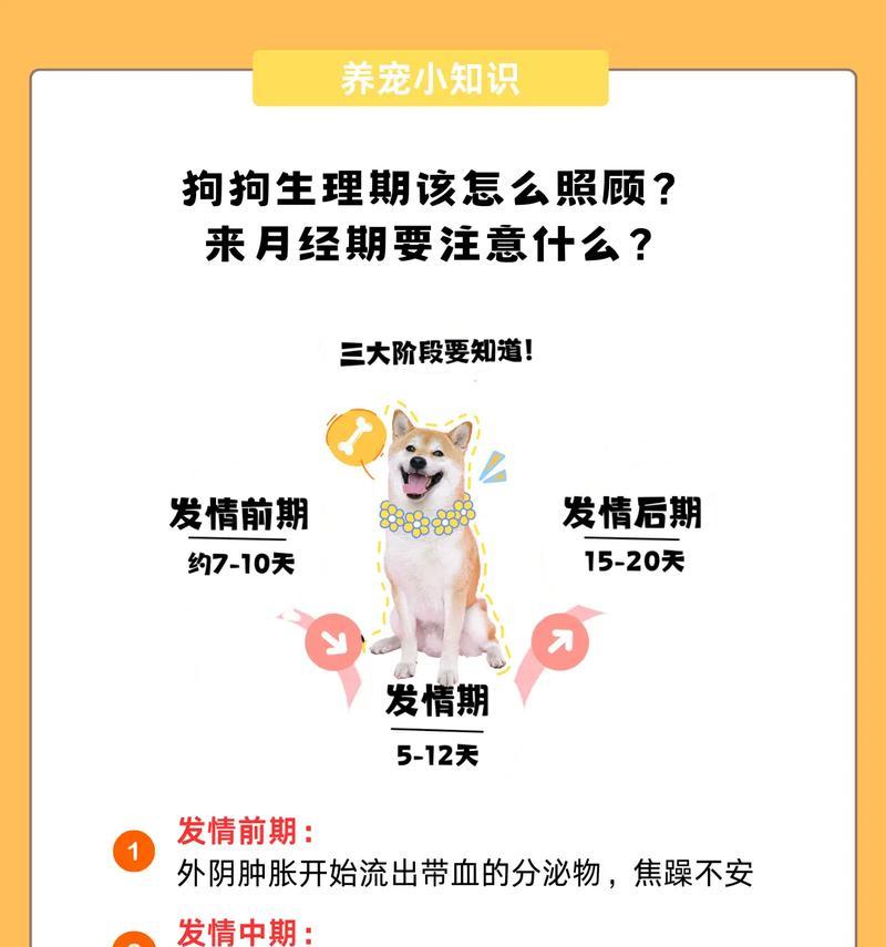 狗的月经周期及管理（了解狗的生理周期，给宠物提供最佳照顾）