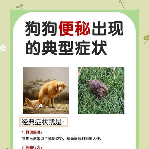 解决狗狗便秘的6个小妙招（快速缓解狗狗便秘的方法及）