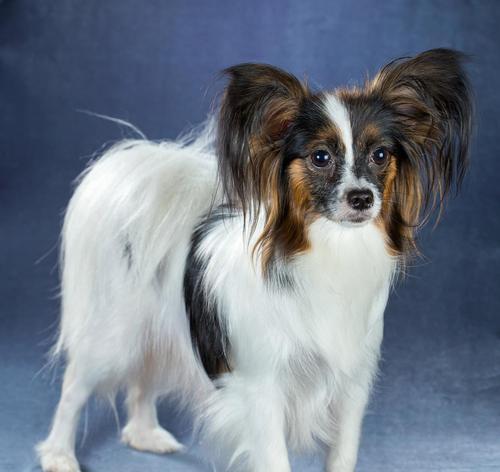 探秘小型犬种类的多样性（了解不同小型犬种类的特点和适应环境）