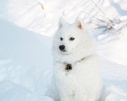 博美犬价格（了解博美犬的不同毛色及其价格变动趋势）