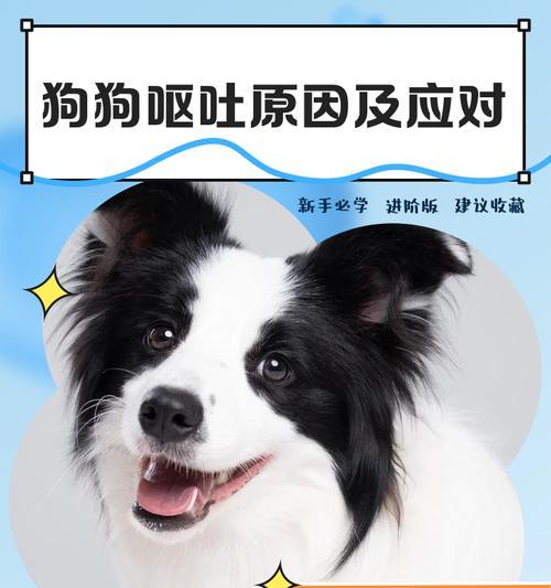 揭秘狗狗不吃饭的“4大原因”及解决办法（探究为何狗狗不爱吃饭，提供解决方案）