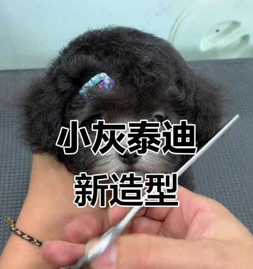 泰迪洗澡的最佳频率（宠物犬洗澡的注意事项和建议）