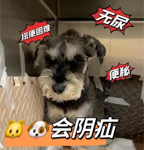 了解狗狗肠疝气的症状及预防措施（症状分析｜宠物健康重要性｜预防和治疗）