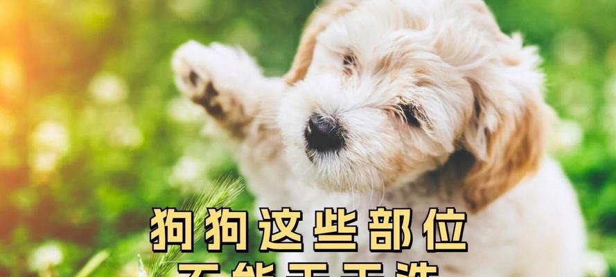 狗狗洗澡的最佳频率及注意事项（养狗人士必读，了解狗狗洗澡的正确频率和注意事项！）