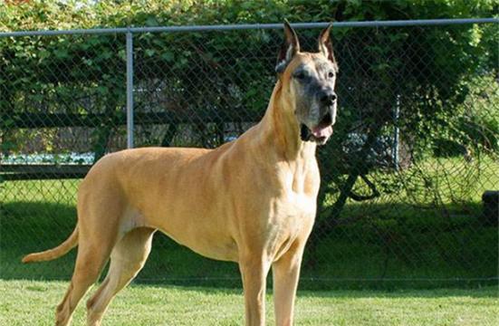 如何选择标准特征的大丹犬幼犬（价格、特征、选购技巧一网打尽）