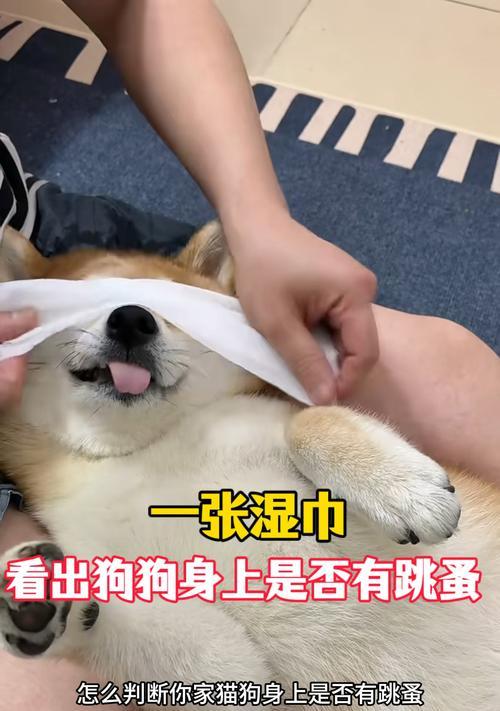 泰迪犬身上长跳蚤的处理方法（有效去除泰迪犬身上的跳蚤，让宠物健康快乐）