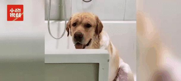 拉布拉多犬洗澡时间和频率（了解拉布拉多犬洗澡的最佳时间和正确频率）