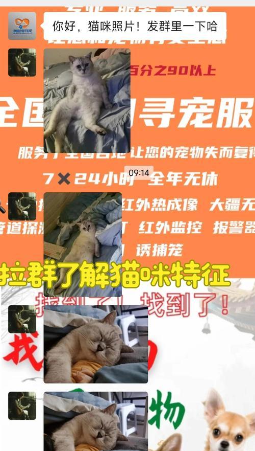 走丢的爱猫，如何找回？（失踪的猫咪让我们无助，但这些方法或许能帮到你）