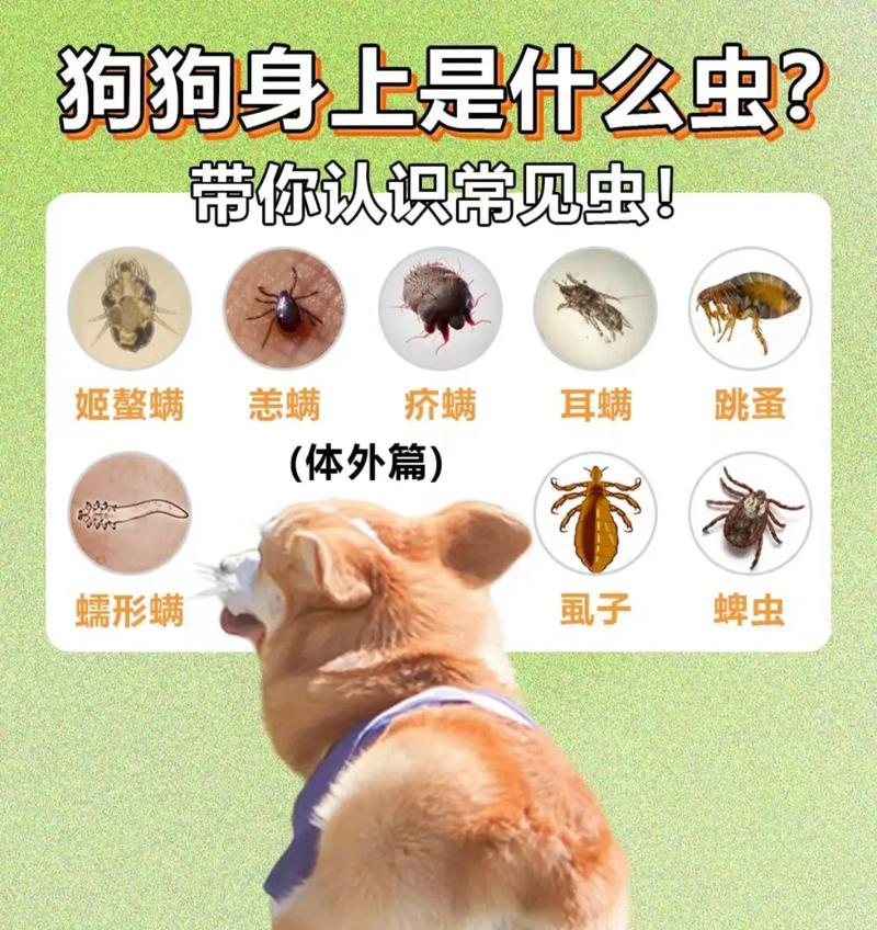 了解狗狗常见疾病，提前预防保健（掌握狗狗常见疾病种类及预防方法）