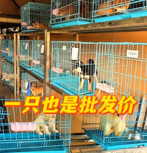 武汉宠物市场（探索武汉市各大宠物市场，为您的家庭增添忠诚的伙伴）