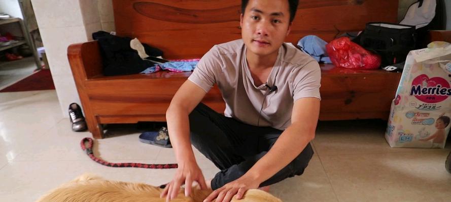 狗狗刚带回来多久可以洗澡？（洗澡时间的重要性及注意事项）