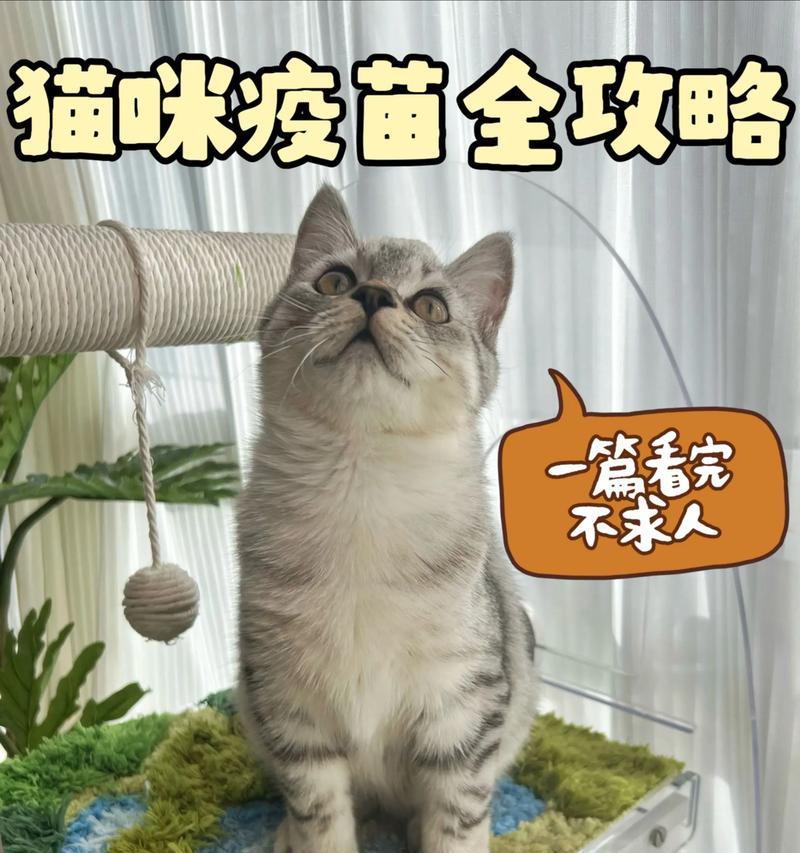 猫的排便频率（猫每天排便的次数和时间间隔及如何保持正常的排便习惯）