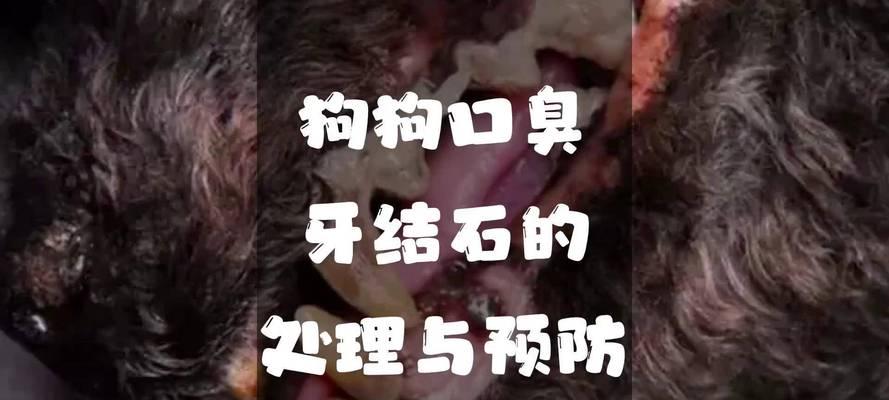 解决狗狗口臭问题的终极方法（针对狗狗口臭问题的专业治疗方案）