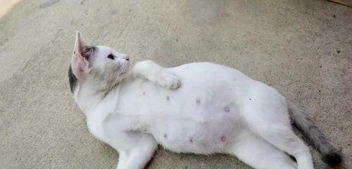 猫咪怀孕食欲增加的原因及注意事项（探究猫咪怀孕期间食欲增加的科学原因和饮食管理技巧）