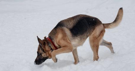德国牧羊犬脚跑多久（探究德国牧羊犬的耐力极限与跑步能力）