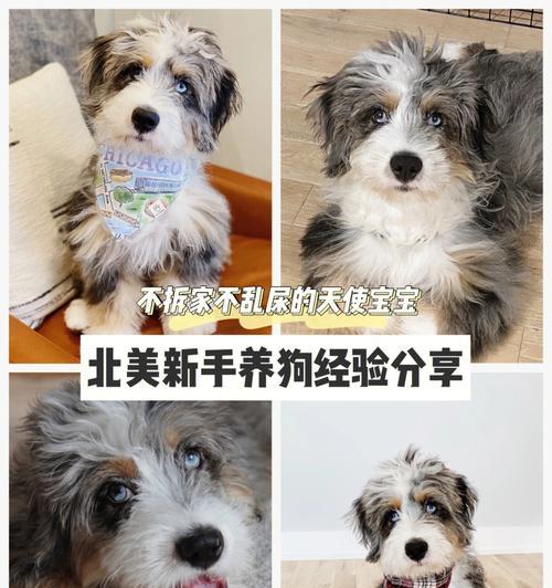 狗狗生完后多久能开始喂饭？（探究狗狗产后喂食的最佳时机）