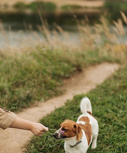 大型犬一天适宜遛步时间的重要性（了解大型犬每天遛步的关键因素，打造健康宠物生活）