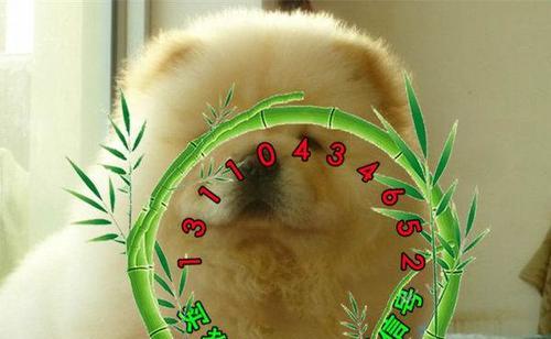 解决松狮犬拉稀问题的有效方法（如何做好体内外驱虫，让松狮犬远离拉稀困扰）