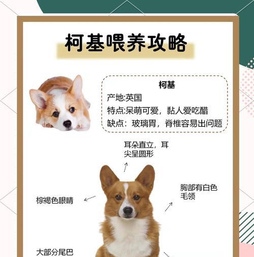 柯利牧羊犬（优点大分析，了解柯利牧羊犬的魅力与特点）