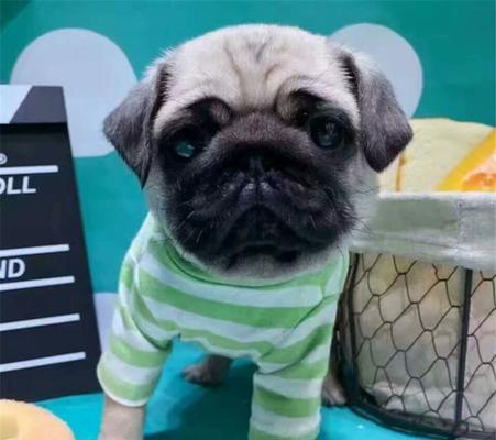 探索以巴哥幼犬的价格和纯种特征