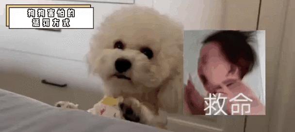 切勿使用惩罚方式让狗狗害怕！（了解狗狗害怕的表现及其影响）