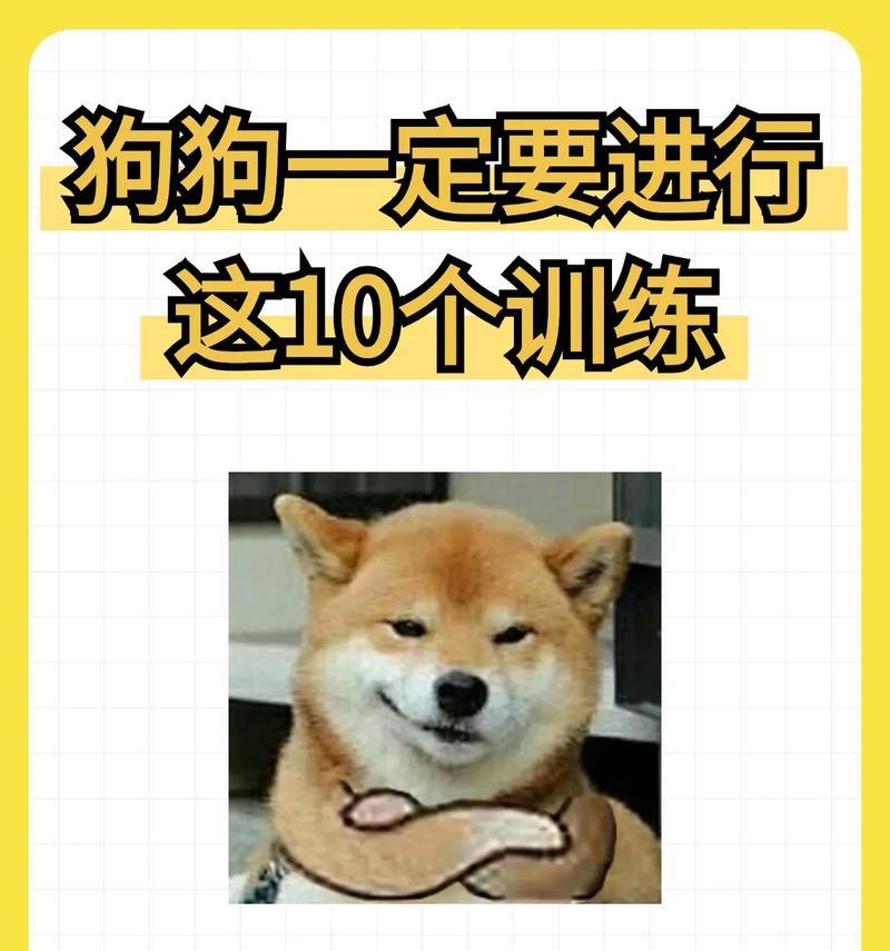 狗狗训练科目大揭秘（了解不同狗狗训练科目，提升与宠物的默契）