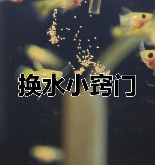 孔雀鱼养殖的合理换水时间与方法（养殖孔雀鱼，你需要知道的换水秘诀）