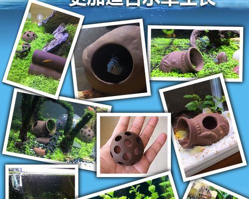 养红白水晶虾的注意事项（构建一个和谐鱼缸，让红白水晶虾健康成长）