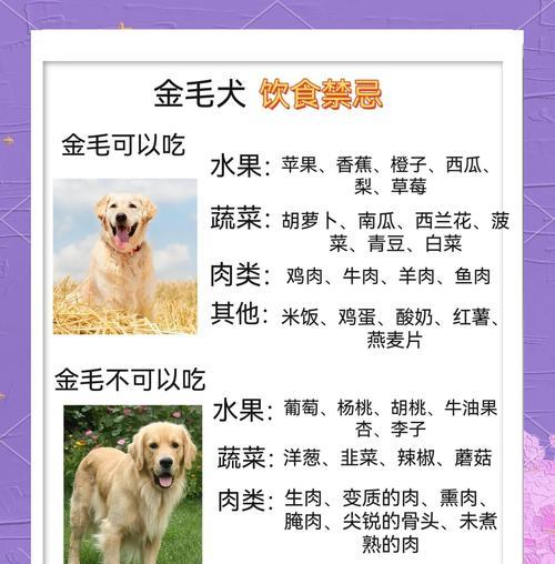 金毛价格及适合家养的优势（金毛价格浮动情况及其适应家庭生活的理由）