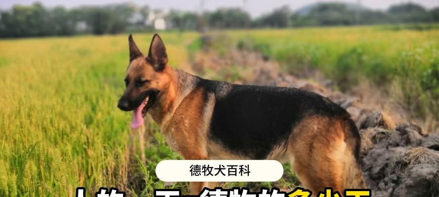 以德牧生产需要多久？（探究以德牧生产的时间成本与效率）