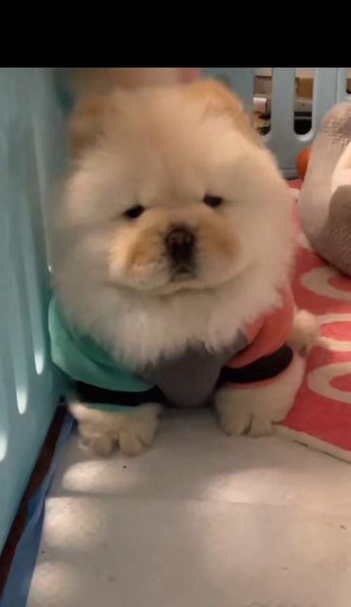 如何挑选优秀的松狮幼犬（掌握松狮幼犬具有的12个特征，轻松找到满意的新成员）