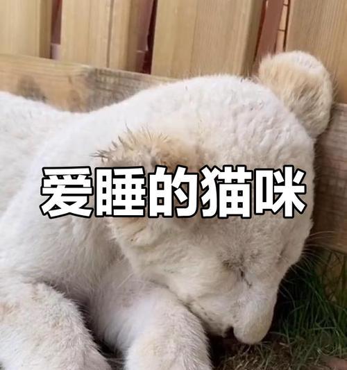 小猫的睡眠时间有多久？（探索小猫晚上睡觉的时间和习惯）