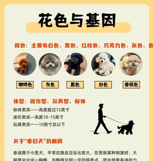 泰迪训练（探究泰迪犬最佳训练时机以及关键要点）