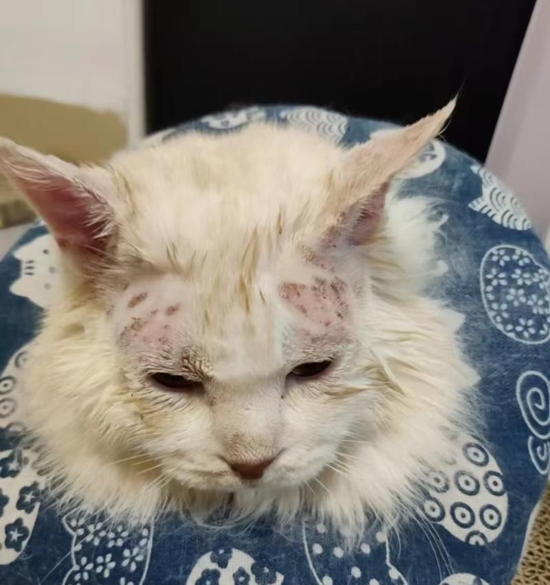 小猫脸部猫藓，怎么能够快速痊愈呢？（探讨小猫脸部猫藓的治疗方法和注意事项）