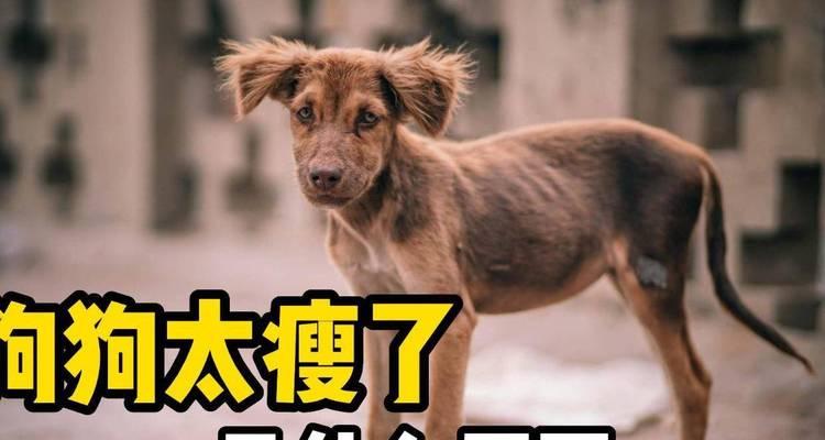 如何让瘦狗变得强壮（五种方法让你的宠物狗增重健身）