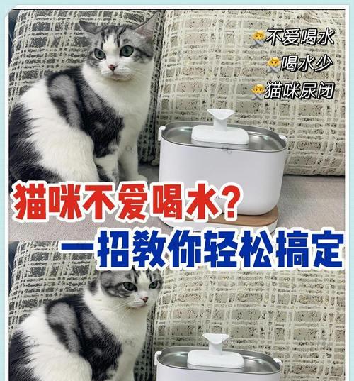 猫咪不爱喝水的危害及增加饮水量的方法（解决猫咪不爱喝水的问题，让它们更健康快乐）
