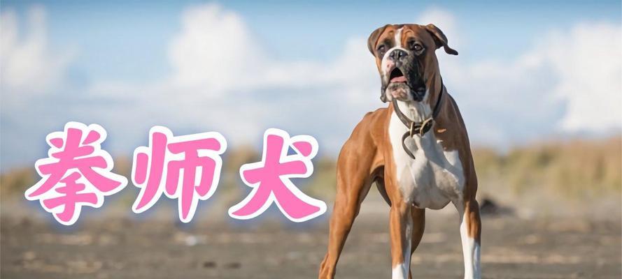拳师犬（了解拳师犬的性格、特点和养护，让你爱上这个可爱的伴侣）