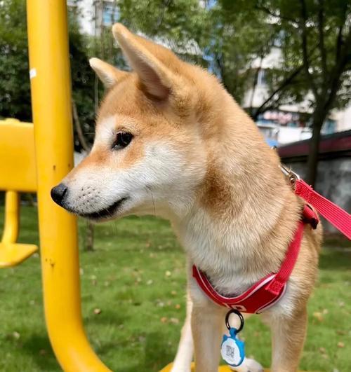 适合初次养犬的人的犬种推荐（选择合适犬种，让初次养犬的人事半功倍）