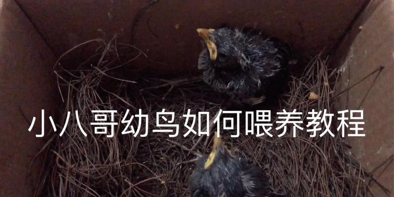 八哥的成长期有多久？（从幼鸟到成熟鸟需要经历的时间和阶段）