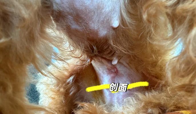 为什么要给狗做绝育？（探讨狗狗绝育的必要性和益处）