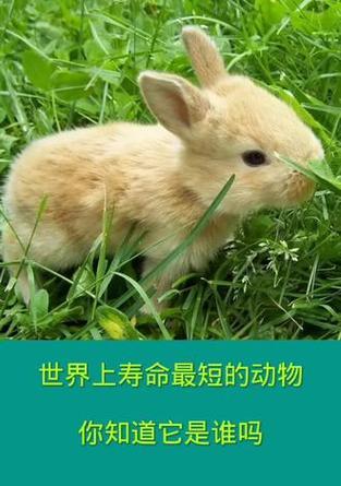 世界上寿命最短的十种动物（探秘动物世界中的寿命极短生物）