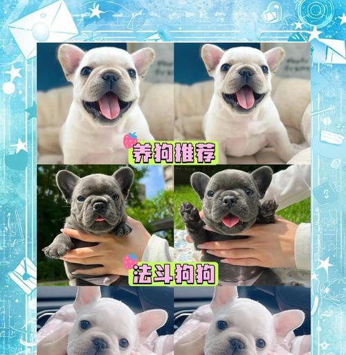 探索法斗犬的成熟期（解析法斗犬成熟的关键因素及培养技巧）