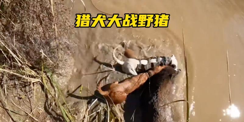 国外适合猎野猪的犬种盘点（揭秘12种国外犬种在猎野猪上的绝佳表现）