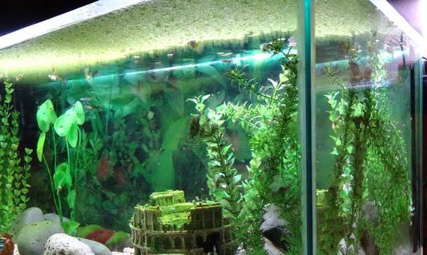 养殖水草的好处及方法（打造清新水域，享受养殖水草的乐趣）